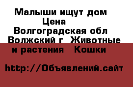 Малыши ищут дом › Цена ­ 1 - Волгоградская обл., Волжский г. Животные и растения » Кошки   